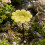 (S-Sunflower-Yellow, -) Φύλλο καρύδας, φιλικό προς το περιβάλλον 1