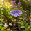 (S-Sunflower-Purple, -) Φύλλο καρύδας, φιλικό προς το περιβάλλον 1