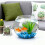 (medium size, -) Pecera decorativa mini, para centro de mesa 4