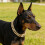 Collier accessoire pour animaux de compagnie, collier-Argent 30 8