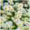 ARPON MEADOW DAISY HVID 2G 1