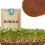51Seed E15 SPIRER - RUCOLA 10G 1