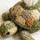 (Turtle, -) Kit DIY animaux marins patchwork, 6 designs 8