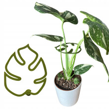 Support pour plantes et fleurs MONSTERA STRONG Support Ă pince S 10 cm