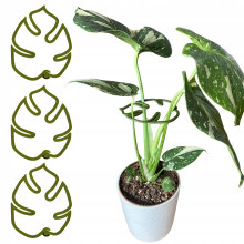 Support pour plantes et fleurs MONSTERA STRONG Support Ă pince S 10 cm x3