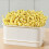 Bean Sprout Plates Vegetable Soilless Nursery Trays-D 1 11