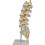 Teaching Equipment Model 5-Segment Lumbar Spine with Sacral Accessory Orthopedic Teaching Display Teaching Aids 2