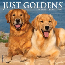 Just Goldens 2026 Mini Wall Calendar by Willow Creek Press Other Book