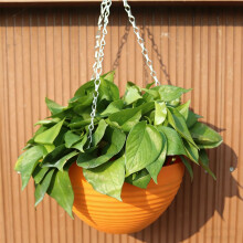 Pot de fleurs de plantes succulentes suspendues en-Chocolat