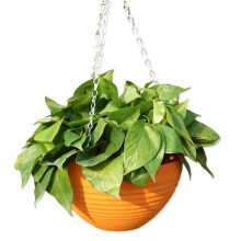Hars hangende vetplanten plant bloempot persoonlijkheid grote-2