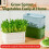 Bean Sprout Plates Vegetable Soilless Nursery-Light Green 1 3