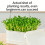 Bean Sprout Plates Vegetable Soilless Nursery-Light Green 1 8