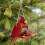 Traditional Timber Wildlife Feeding Post Outside Application 6
