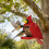 Traditional Timber Wildlife Feeding Post Outside Application 2