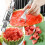 Nonrust Steel Watermelon Slicer And Serving Fork Set-1One pack 5