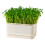 Bean Sprout Plates Vegetable Soilless Nursery Trays-D 1 2