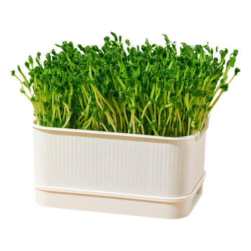 Bean Sprout Plates Vegetable Soilless Nursery Trays-D 1 1