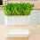 Bean Sprout Plates Vegetable Soilless Nursery Trays-D 1 9