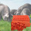 Marqueurs d'animaux de Ranch, 100 pièces, Construction en-Vert 4