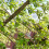 Klassieke vogelruststandaard, hangend accessoire met gecoate-1 5