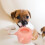 Pet Feeding Bottle With Suction Cup Base Multiple Nipples Option 8