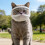 Catss Bubble Muzzles Transparents Permeable Face Cover-White M 11