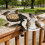 Individualized Outside Bird Feeding Support For Railings No 8