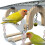 Easy To Clean Bird Resting Swing produced From Thick Acrylic For 4