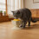 Interaction Leckfutterspender für Hunde und Katzen,-Blau 3