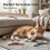 Jouet pour Chat Coton-Tige Géant Jouet Interactif Grand Format avec Herbe à Chat C 2