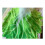 2X Soft Cabbage Blanket Funny Novelty Blanket 150x150cm 3