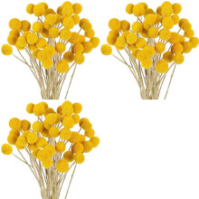 144 St Torkade Blommor Torkade BillyBalls Torkade Craspedia Blommor Knapp Gula Torkade Blommor Falsk Sidentorkad Blomma