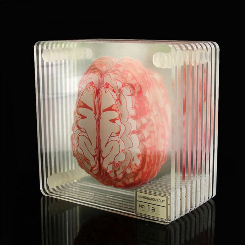 20X Brain Specimen Coasters Set 3D Organ Brain Artwork Brain Slices Square Acrylic Drinks Table Coaster 2