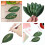 Foglie di magnolia artificiali verdi decorative, 10 pezzi 4