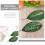 Foglie di magnolia artificiali verdi decorative, 10 pezzi 5