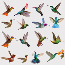 Autocollants électrostatiques pour fenêtre colibri (19 pièces)