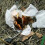 Fire starter magnesium flint stick with lanyard 6