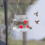Mangiatoia portatile per colibrì da appendere, 500 ml, flusso trasparente 4