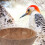 Nid d'oiseau en coquille de noix de coco pour perroquets 5
