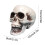 Decor de craniu de Halloween, cap de schelet realist, 1 buc. 4