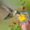Donemore Hummingbird Feeder pyöreä lamppu Design1 8