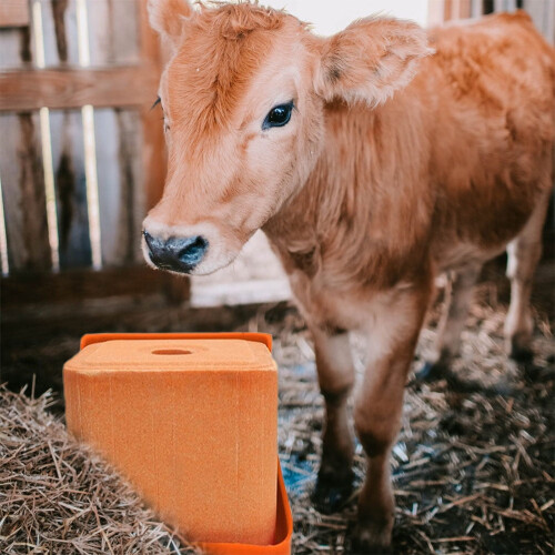 Salzziegelhalter für Rinder, orange, robust, 2-teilig 2