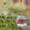 Mangiatoia portatile per colibrì da appendere, 500 ml, flusso trasparente 6