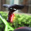 Bike Rear Tail Light with Turn Signal Function 5