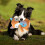 Kosedyr til små og mellomstore hunder, 1-pakning 7
