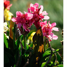 Canna Surprise -juurikkoja sisä- tai ulkokasvatukseen