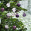 Christmas Ball Ornaments Black 6cm 30PCS 5