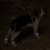 Chaussures pour chiens - Douces, antidérapantes et lavables, en maille. 7