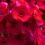 Gartenphlox, mehrjährige Pflanze, 1 Packung 4