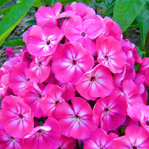 Gartenphlox, mehrjährige Pflanze, 1 Packung 1